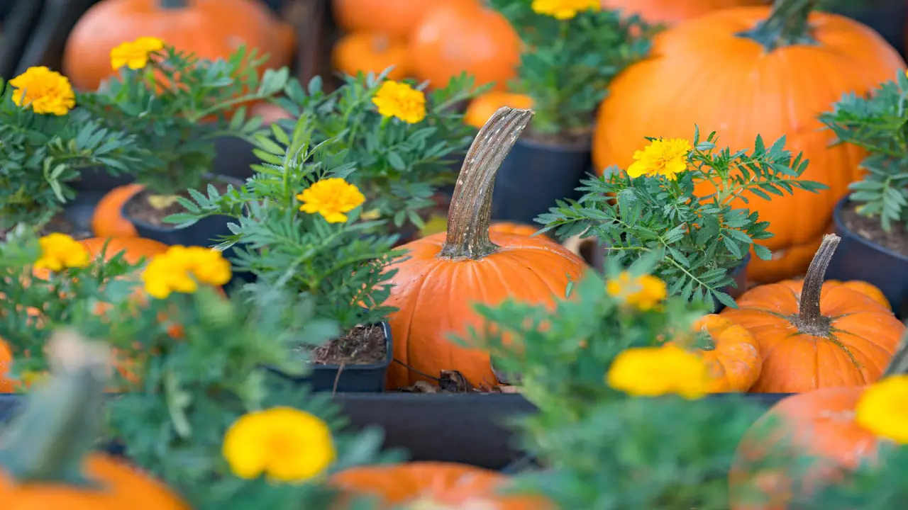 10 Best Companion Plants For Pumpkins