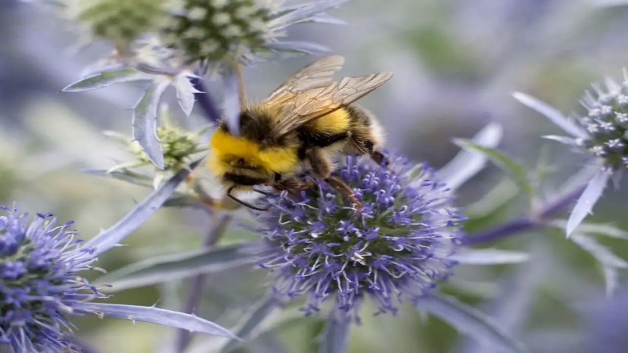 10 Best Flowers For Bees To Plant In Your Gardens