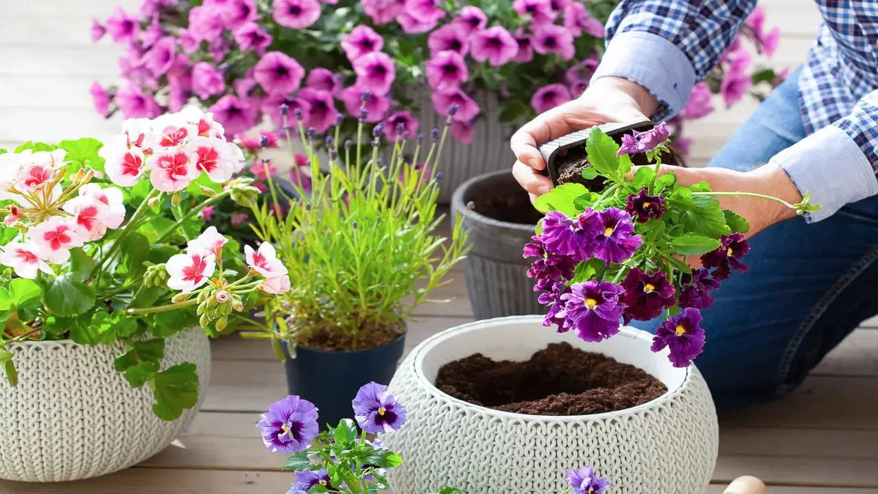 10 Best Flowers For Pots And Containers