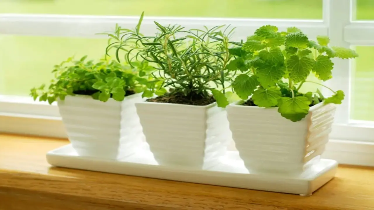 10 Best Herbs To Grow Indoors
