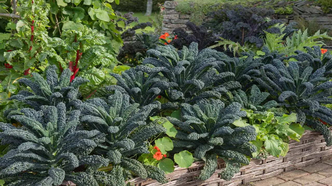 10 Best Kale Companion Plants For A Robust Harvest