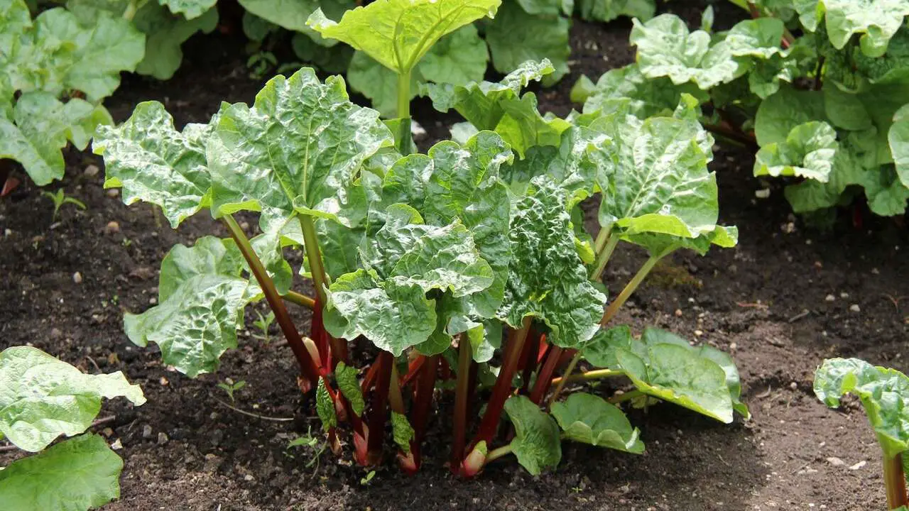 10 Best Rhubarb Companion Plants