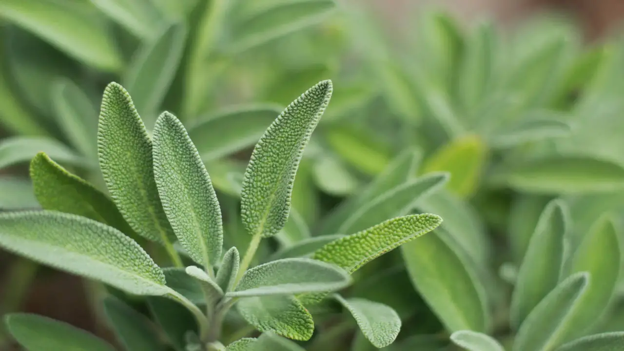 10 Best Varieties Of Sage Plants to Grow At Home