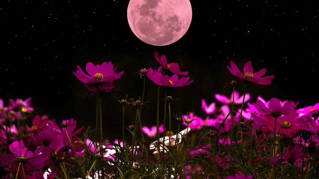 10 Fascinating Lovely Flowers That Bloom At Night