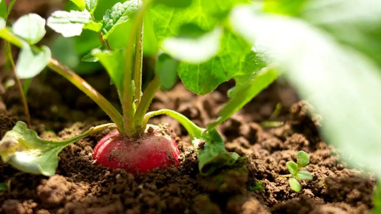 10 Fast Growing Vegetables You Can Grow In Under 60 Days