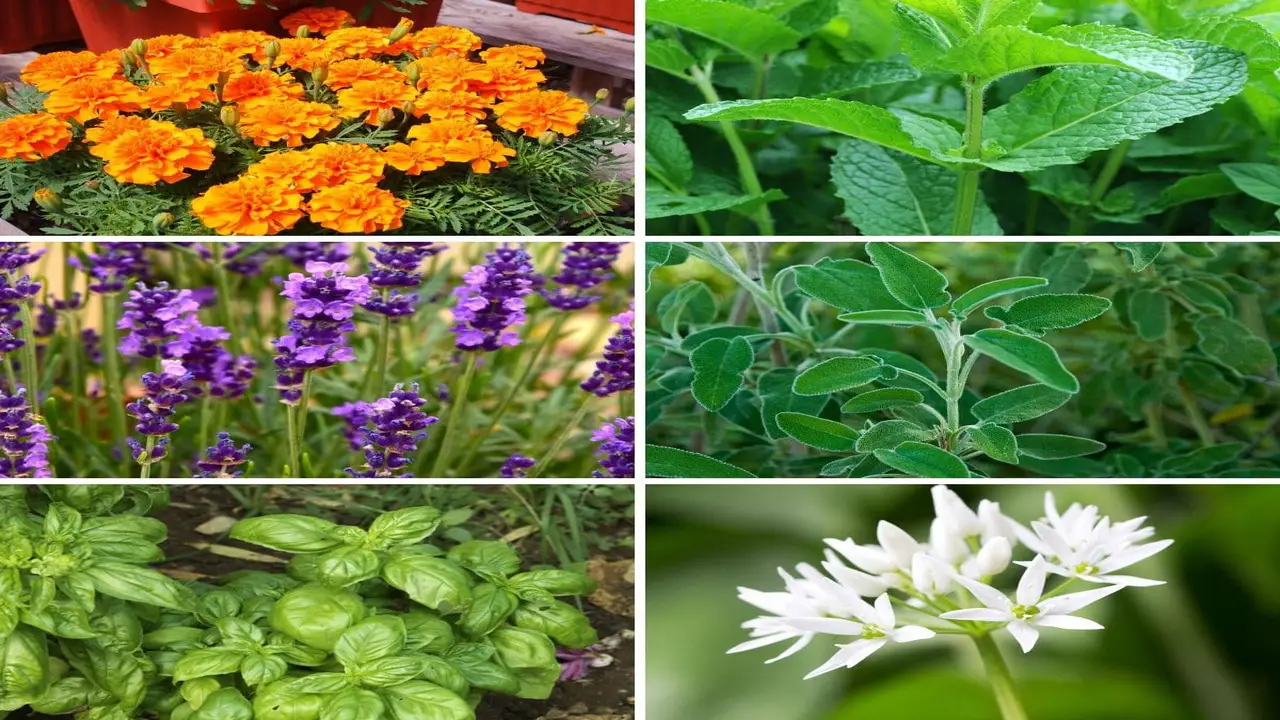 10 Natural Ways Plants That Repel Bugs & Pests Away From The Garden