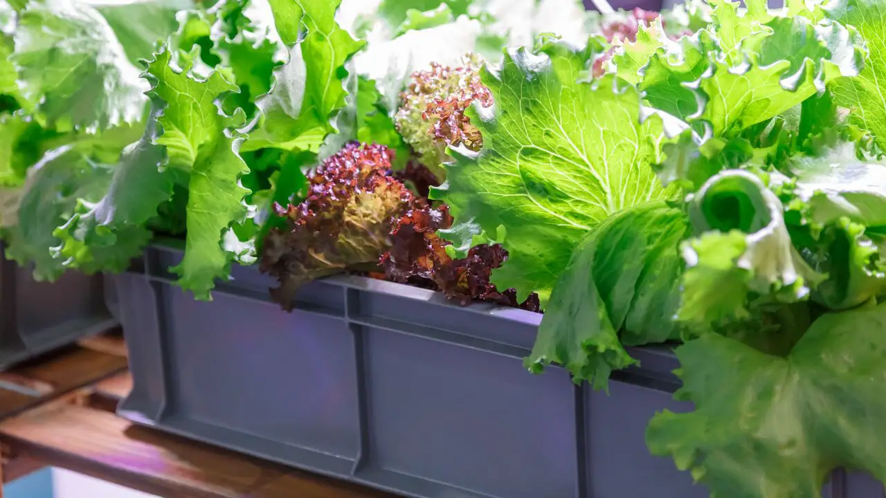 10 Ways How To Grow Lettuce Indoors All Year Long