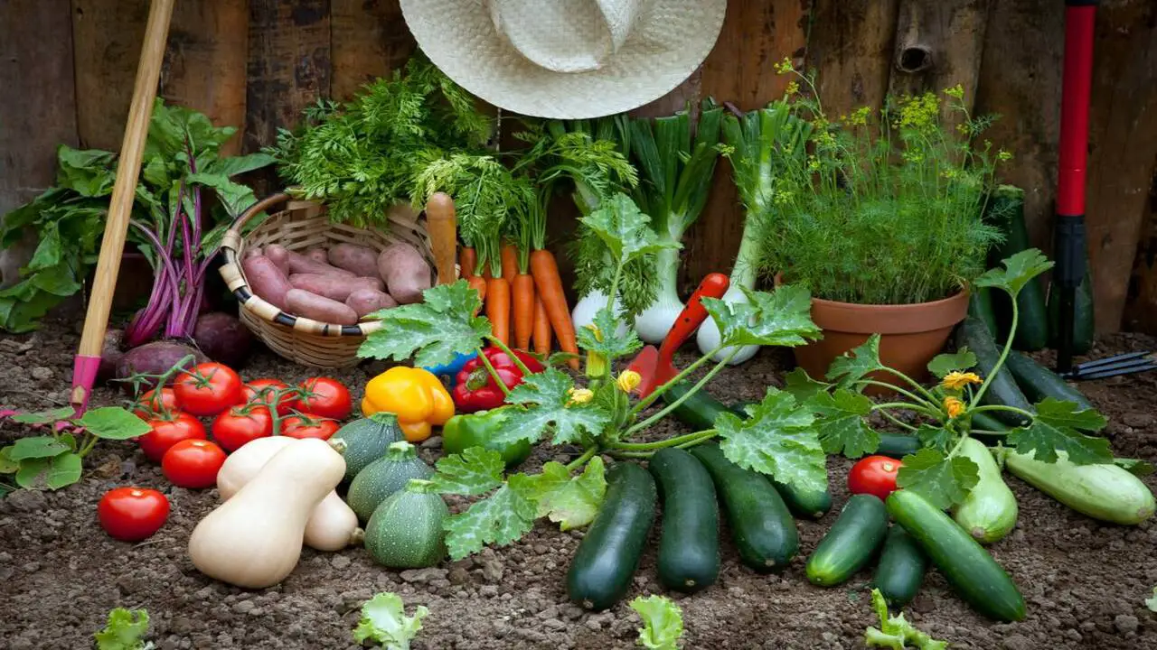 11 Easy Vegetables To Grow For Beginners