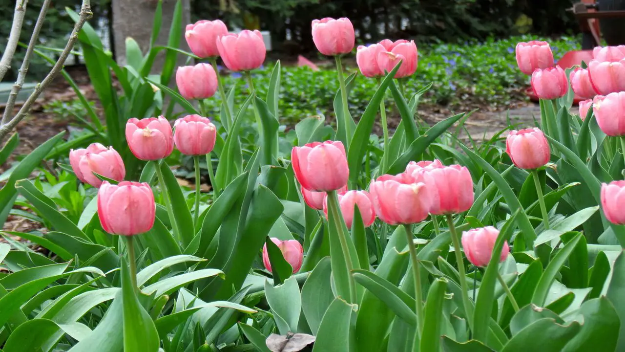 12 Best Bulbs For Spring Planting And Beautiful Summer Blooms