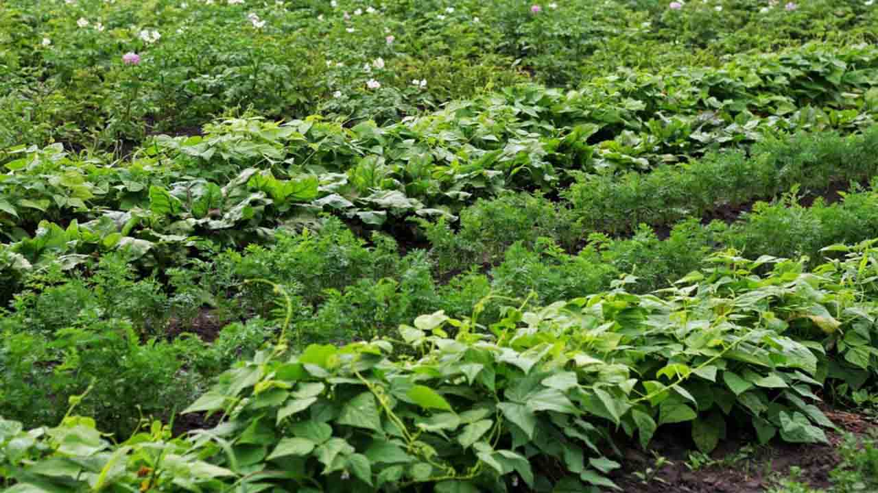 12 Companion Plants For Potatoes