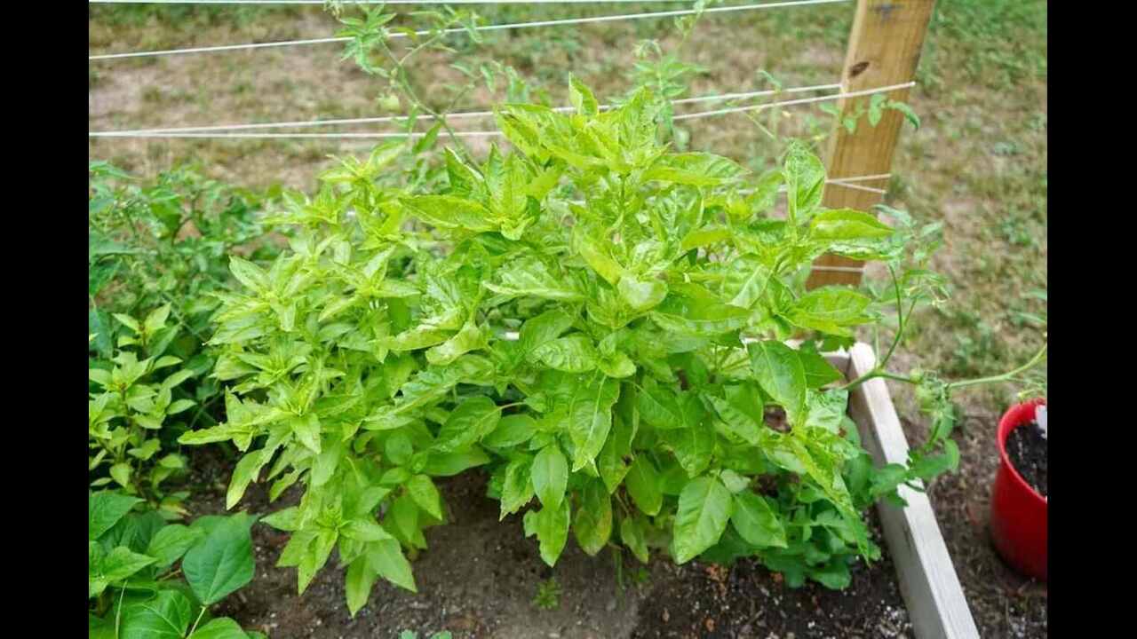 13 Best Basil Companion Plants For Your Garden