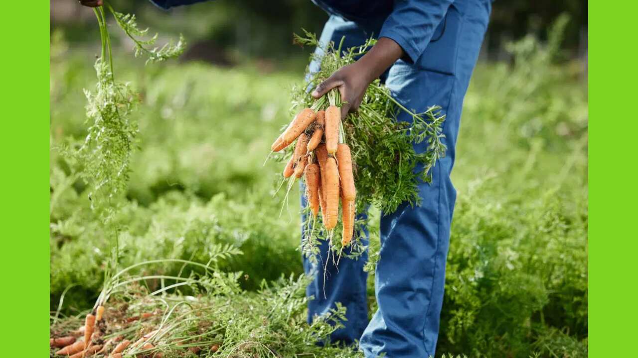 13 Best Carrot Companion Plants For Your Garden