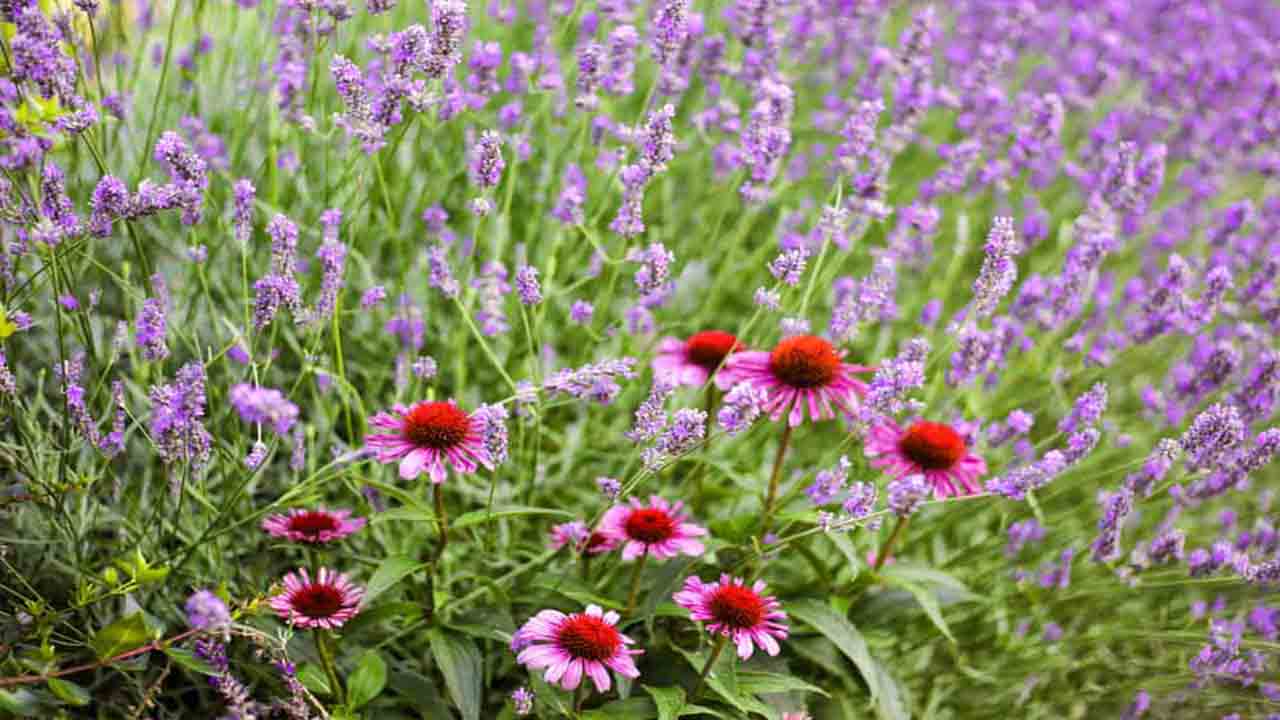 14 Best Lavender Companion Plants For Your Garden