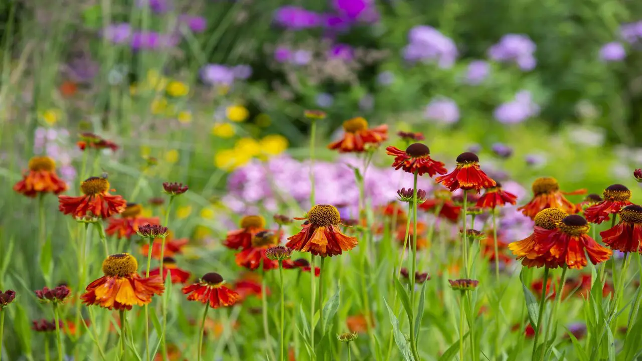 14 Easiest Flowers To Grow From Seed
