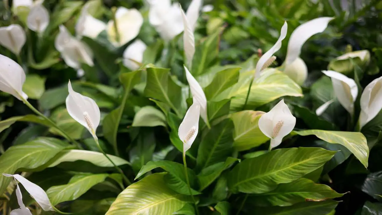 14 Ways On How To Care For My Peace Lily To Keep It Happy And Healthy