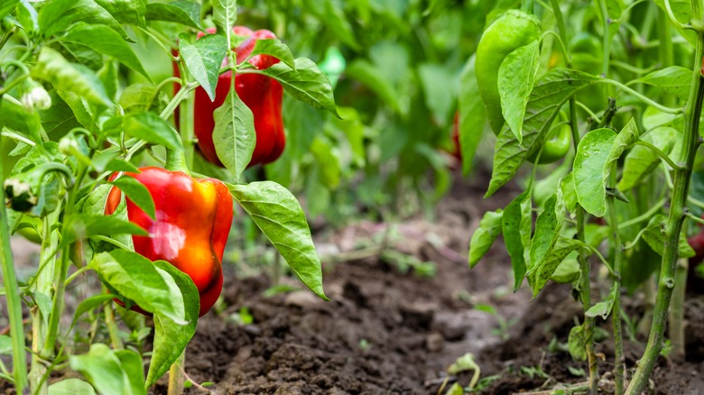 15 Best Companion Plants For Peppers: Companion Planting Peppers In The Garden For Better Harvests