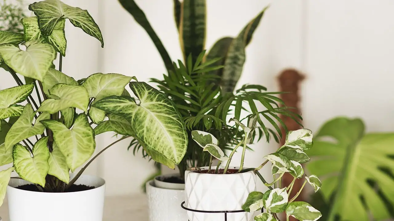 20 Best Plants To Grow Indoors