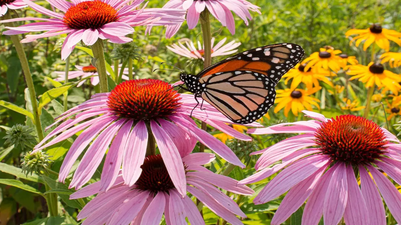 28 Full Sun Perennials For Sun-Drenched Gardens