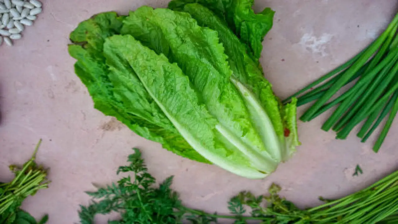 3 Ways Of Planting Growing Romaine Lettuce From Seed To Harvest