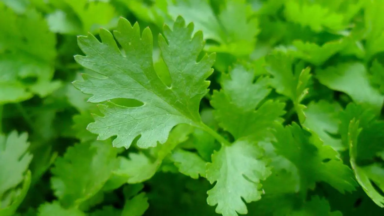 4 Different Types Of Parsley To Try Growing