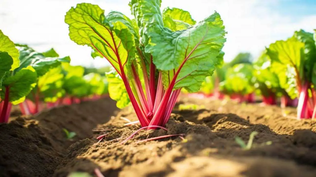 4 Steps For How To Grow Rhubarb