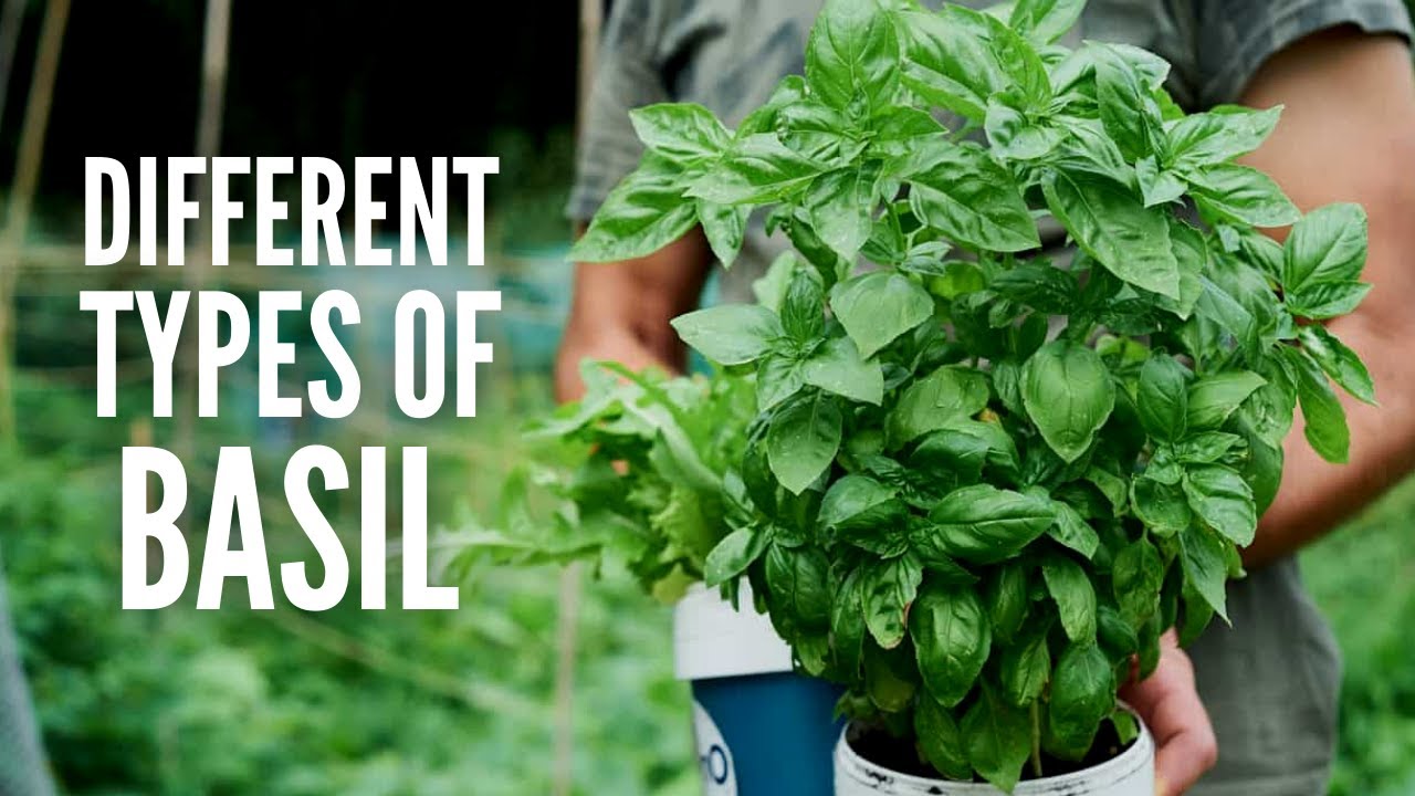 5 Easy Ways How To Grow And Use Different Basil Varieties