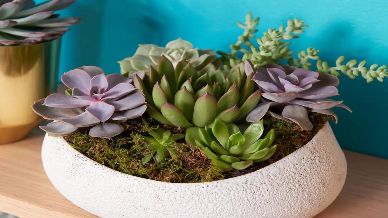5 Essential Tips For Successfully Grow New Succulents Yourself