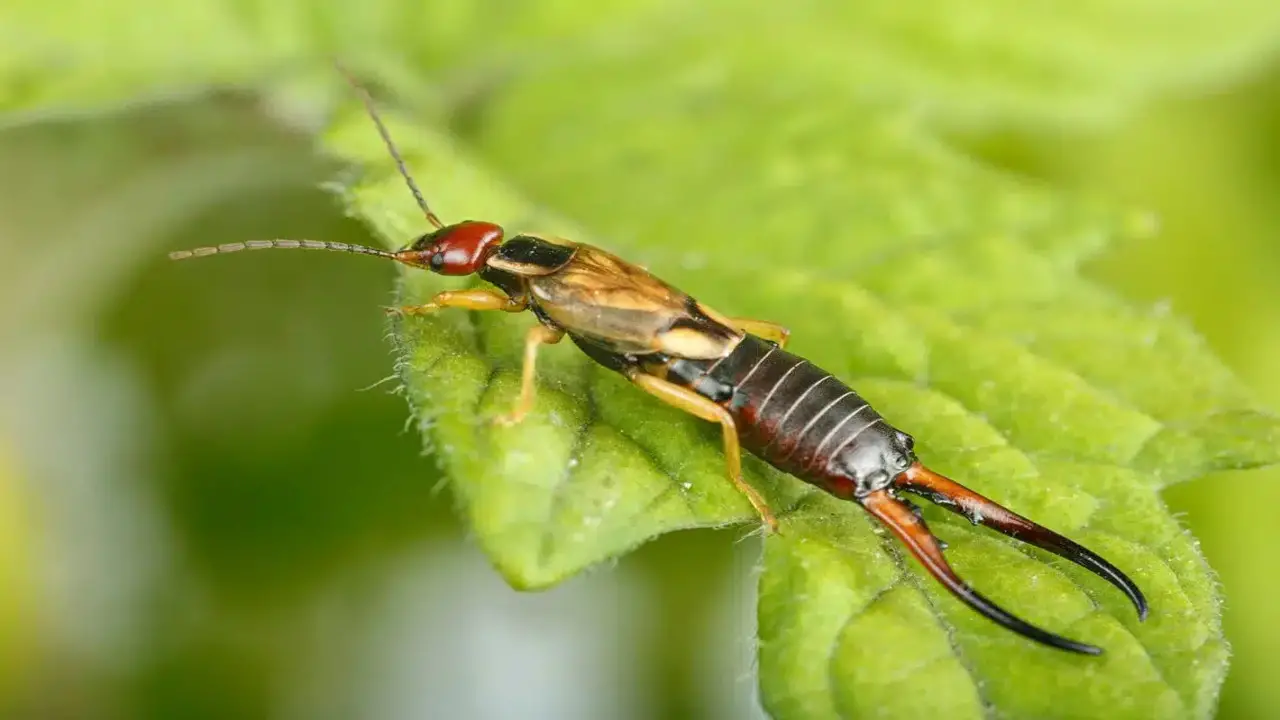 5-Step Guide How To Get Rid Of Earwigs In Your Vegetable Garden – Organically