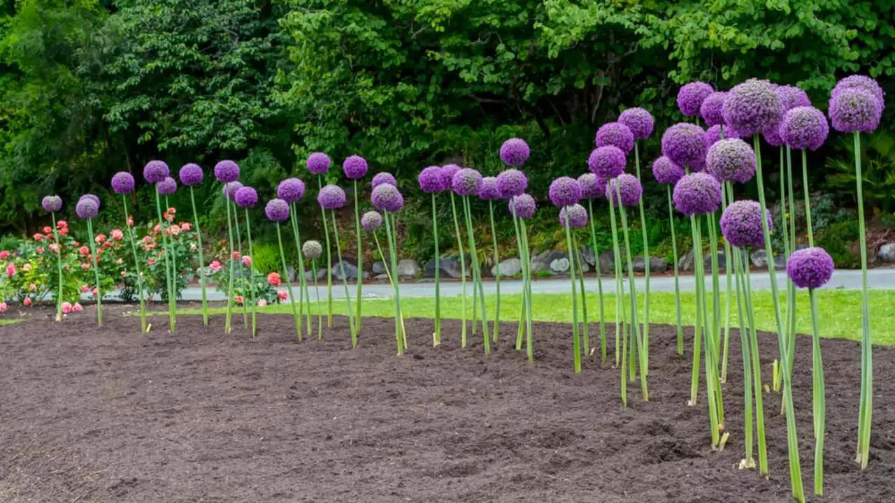 5 Steps For How To Plant And Care For Ornamental Alliums