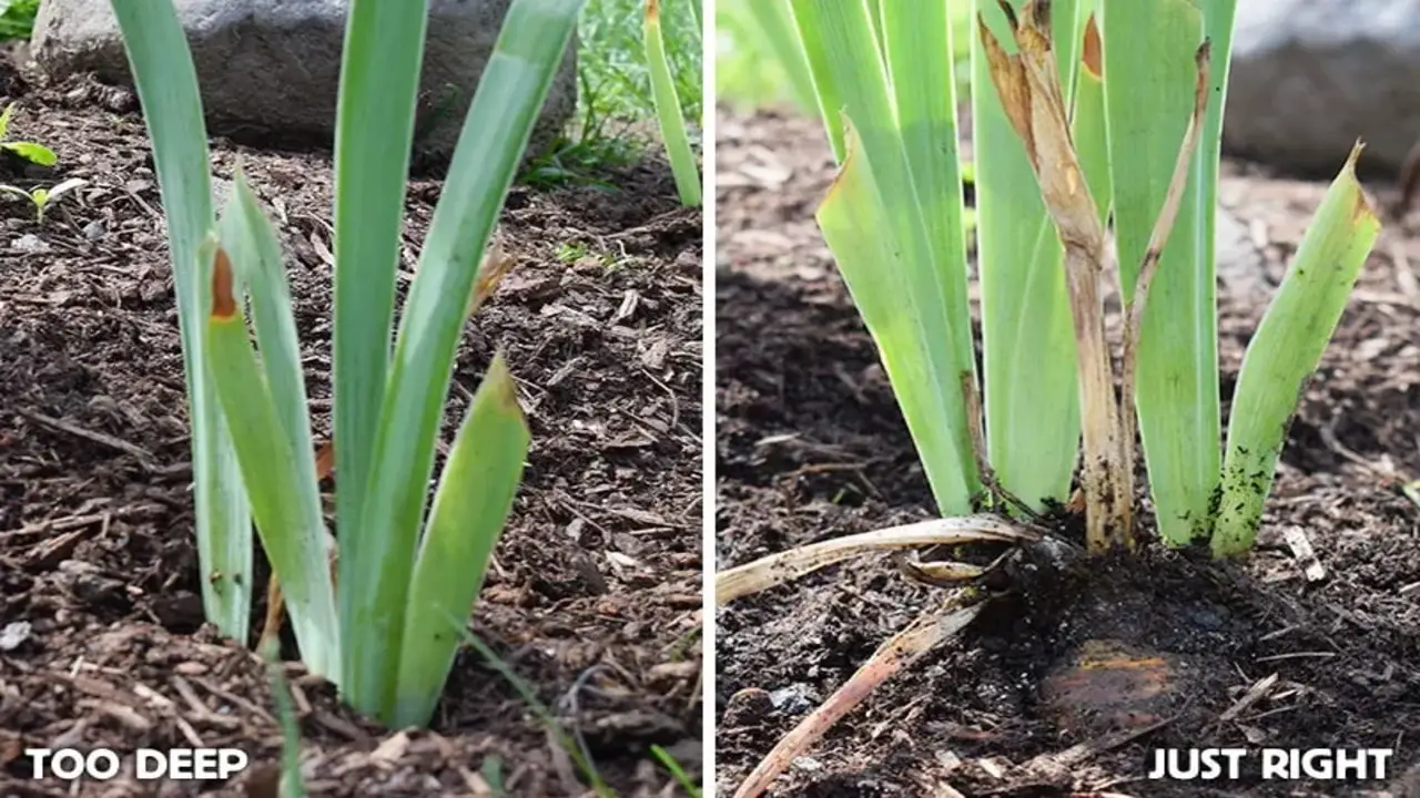 5 Tips For How Deep To Plant Iris Bulbs