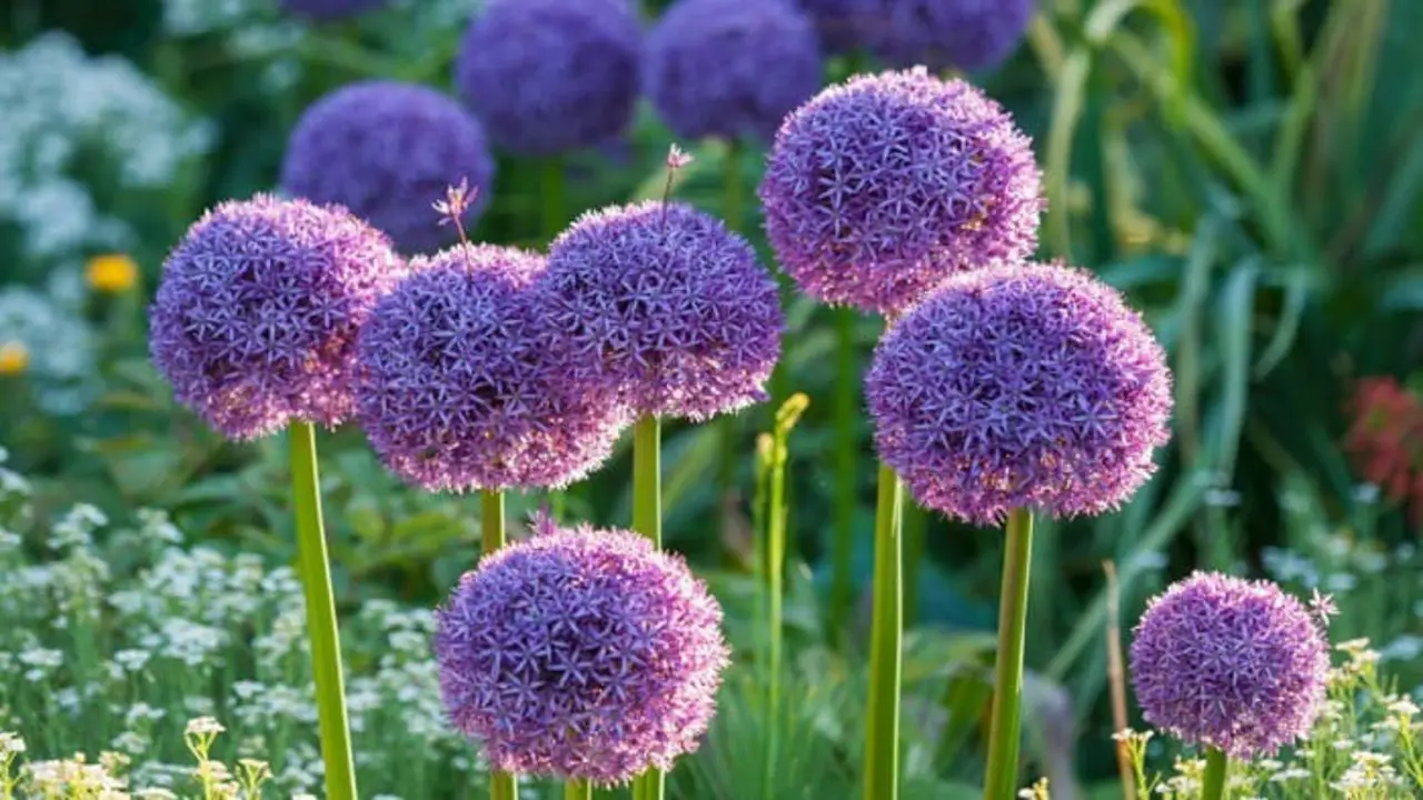 5 Tips For How Late Can You Plant Allium Bulbs