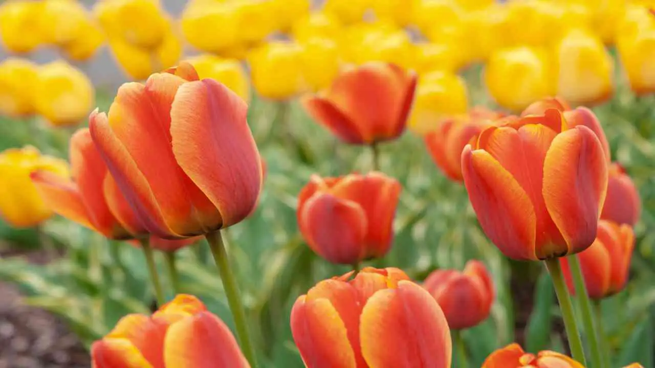 5 Tips For Tulip Care