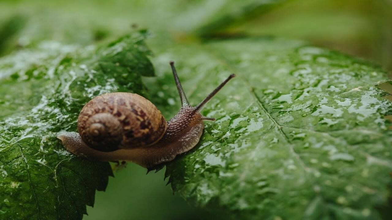5 Ways To Naturally How To Get Rid Of Slugs And Snails In A Greenhouse