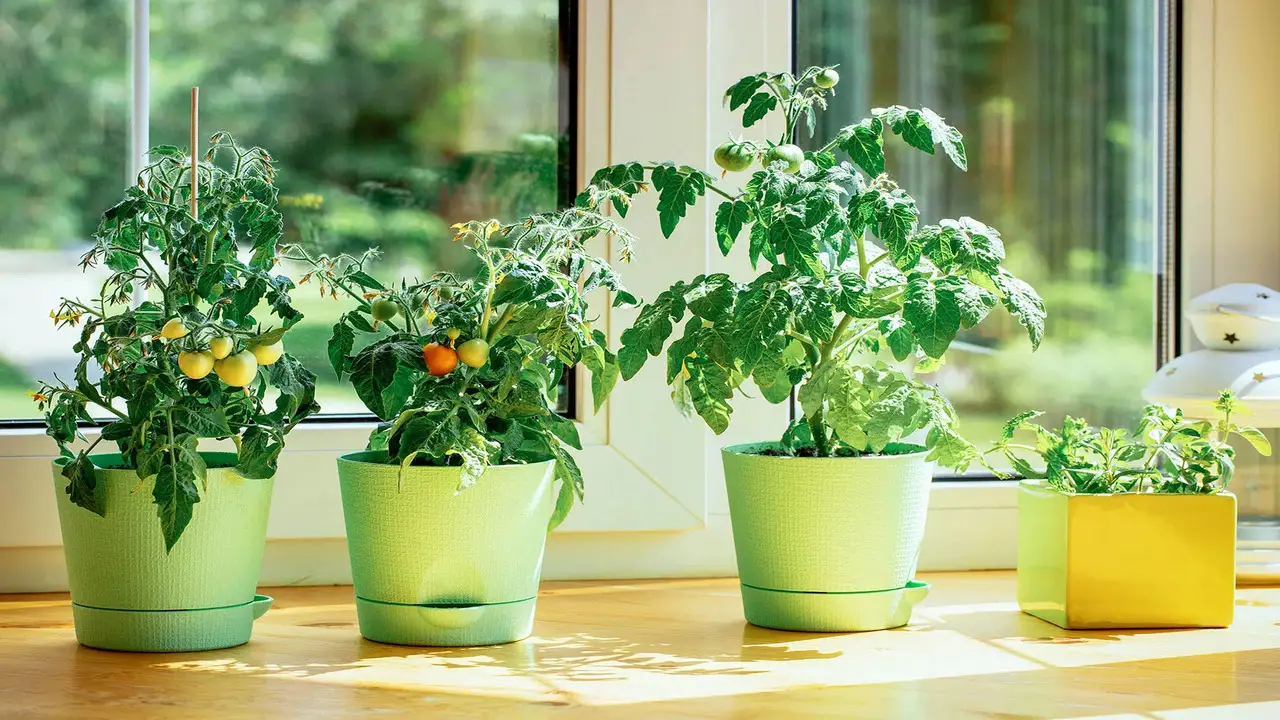 6 Best Vegetables To Grow Indoors