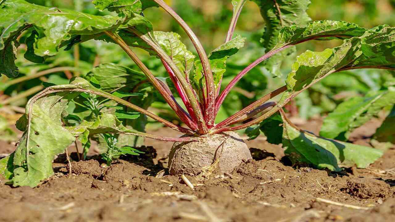 6 Easy Tips On How To Grow Beets In A Greenhouse