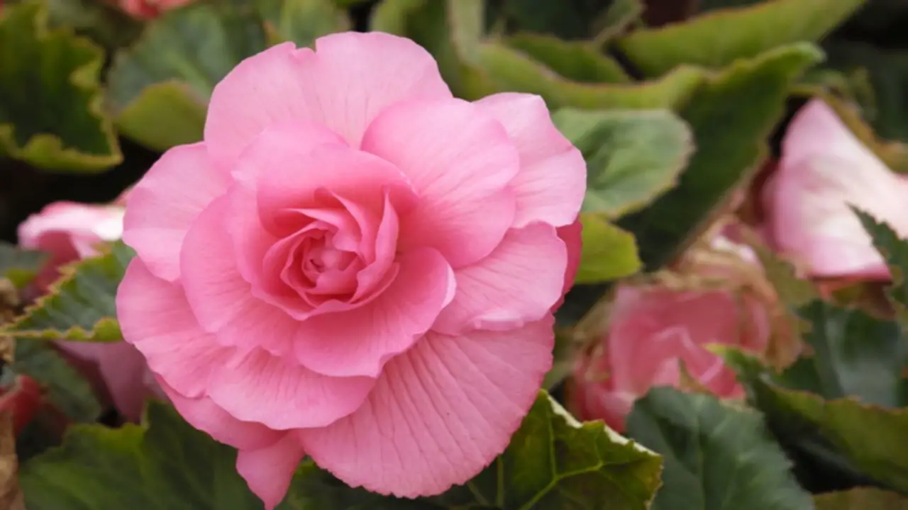 6 Reasons Why Diversity Of Begonia Flowers Should Be In Every Garden