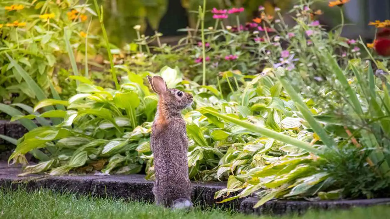 7 Naturally Ways How To Keep Rabbits Out Of The Garden