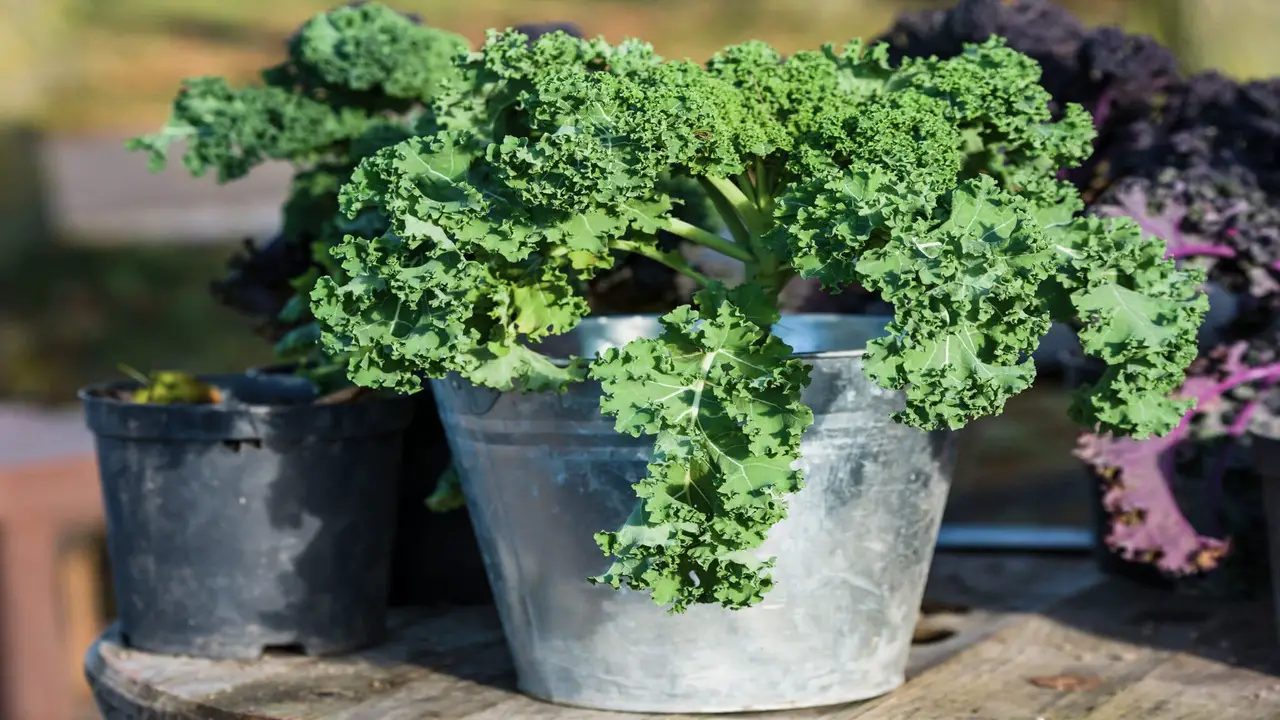 7 Tips For Growing Kale In Containers