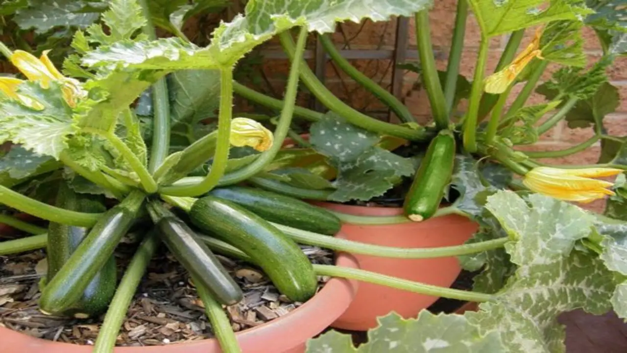 7 Tips For Growing Zucchini In Pots For Big Harvests