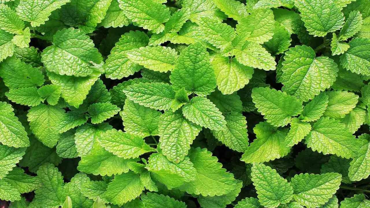 7 Tips For How To Grow And Use Popular Mint Varieties