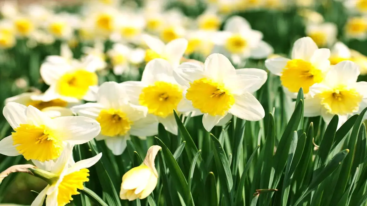 7 Tips For How To Grow Daffodil Bulbs From Bulb To Bloom