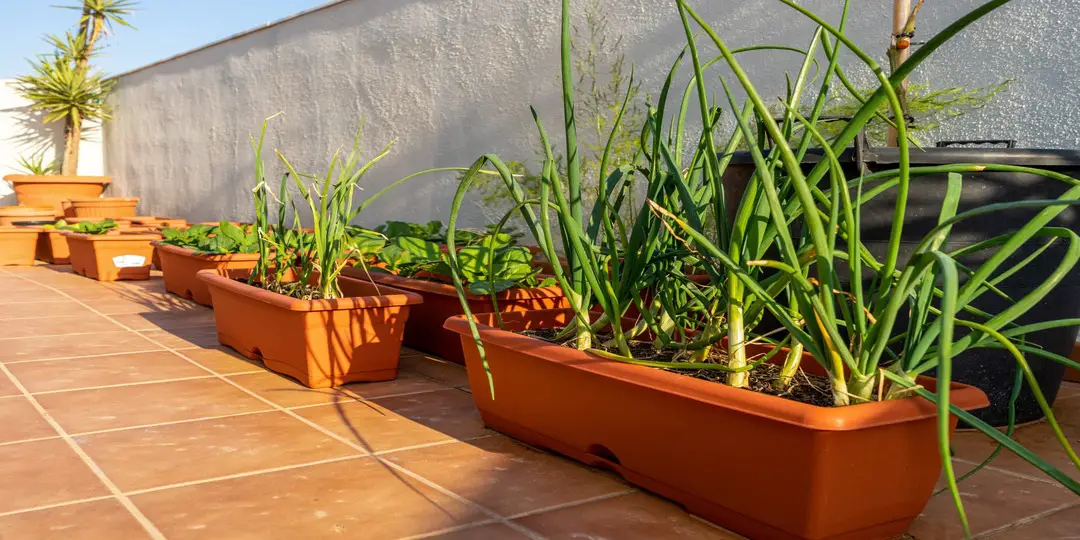 7 Tips On How To Grow Garlic In Pots