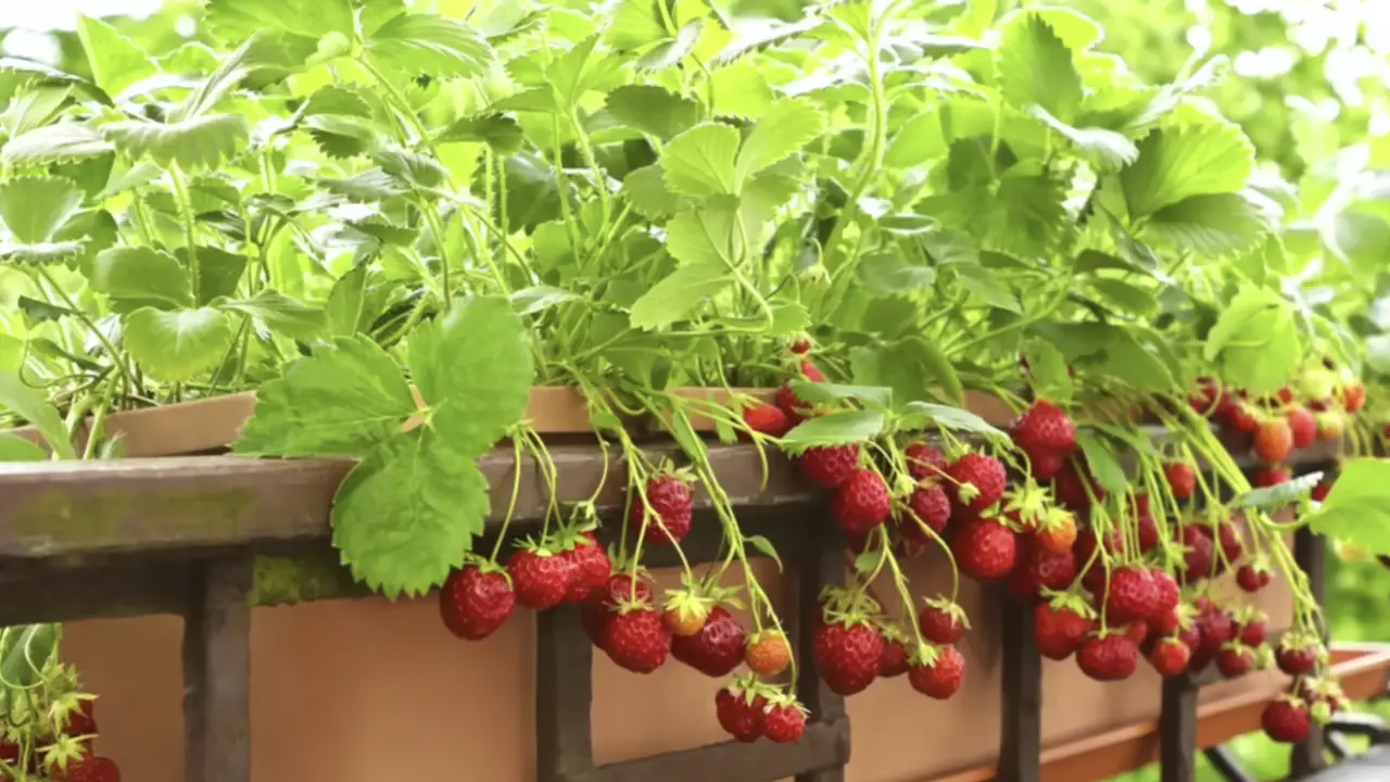 7 Tips On How To Grow Strawberries In Pots And Containers For Big Harvests