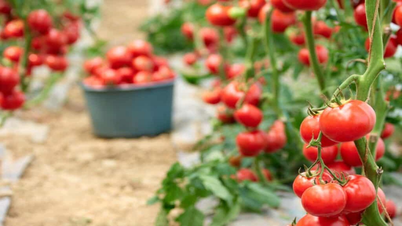 7 Ways How To Ripen Tomatoes In A Greenhouse