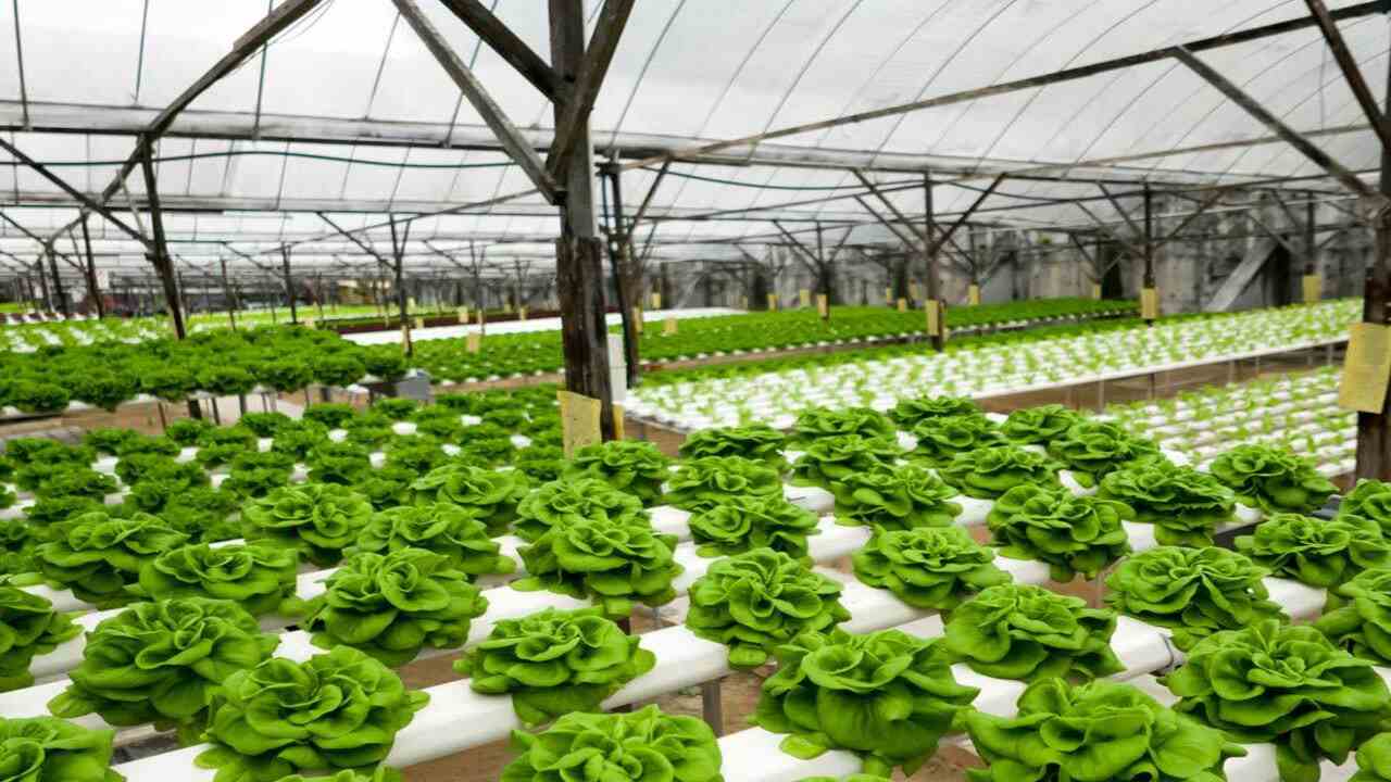 8 Benefits Of A Greenhouse