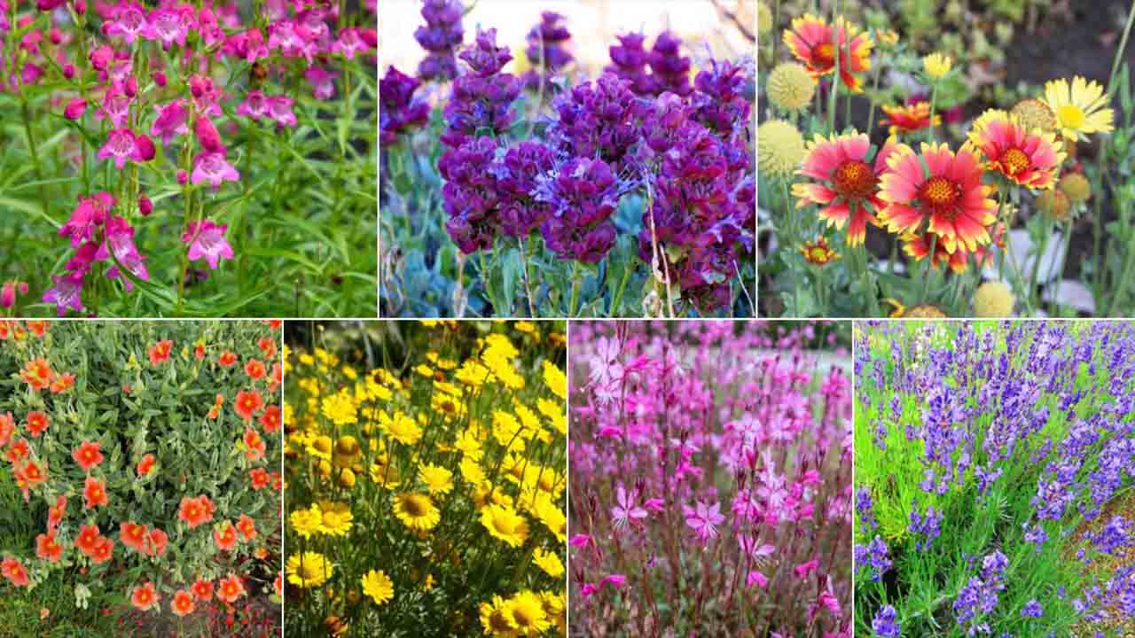 8 Easy Tips For Drought Tolerant Plants For Dry Summers