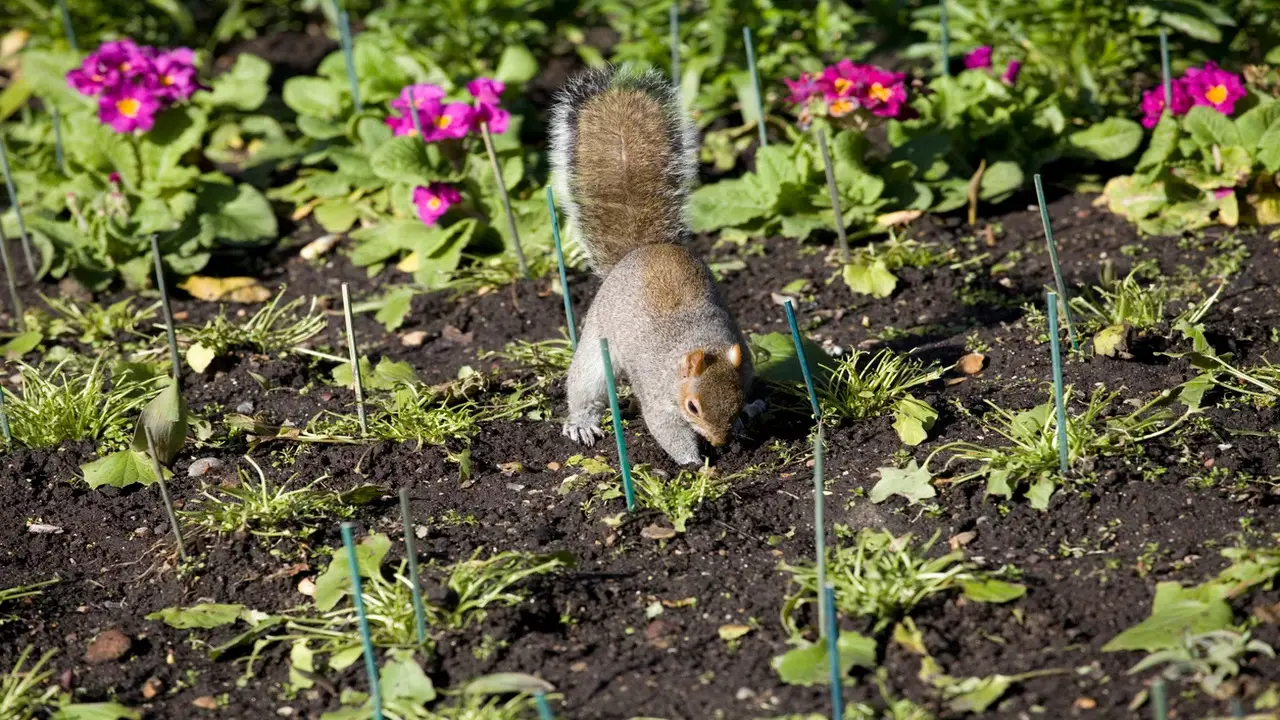 8 Eco-Friendly Solutions How To Keep Squirrels Out Of Garden Beds Naturally
