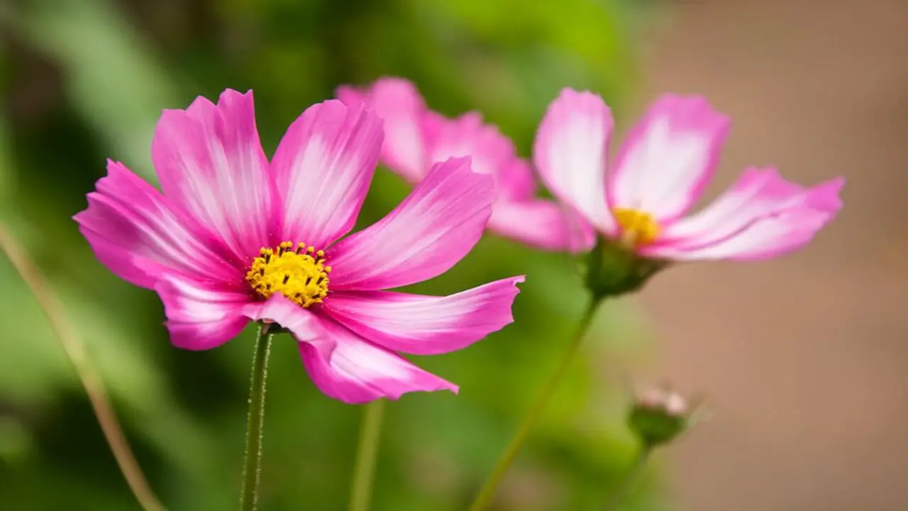 8 Tips For Plant, Grow, And Care Planting Cosmos Flowers