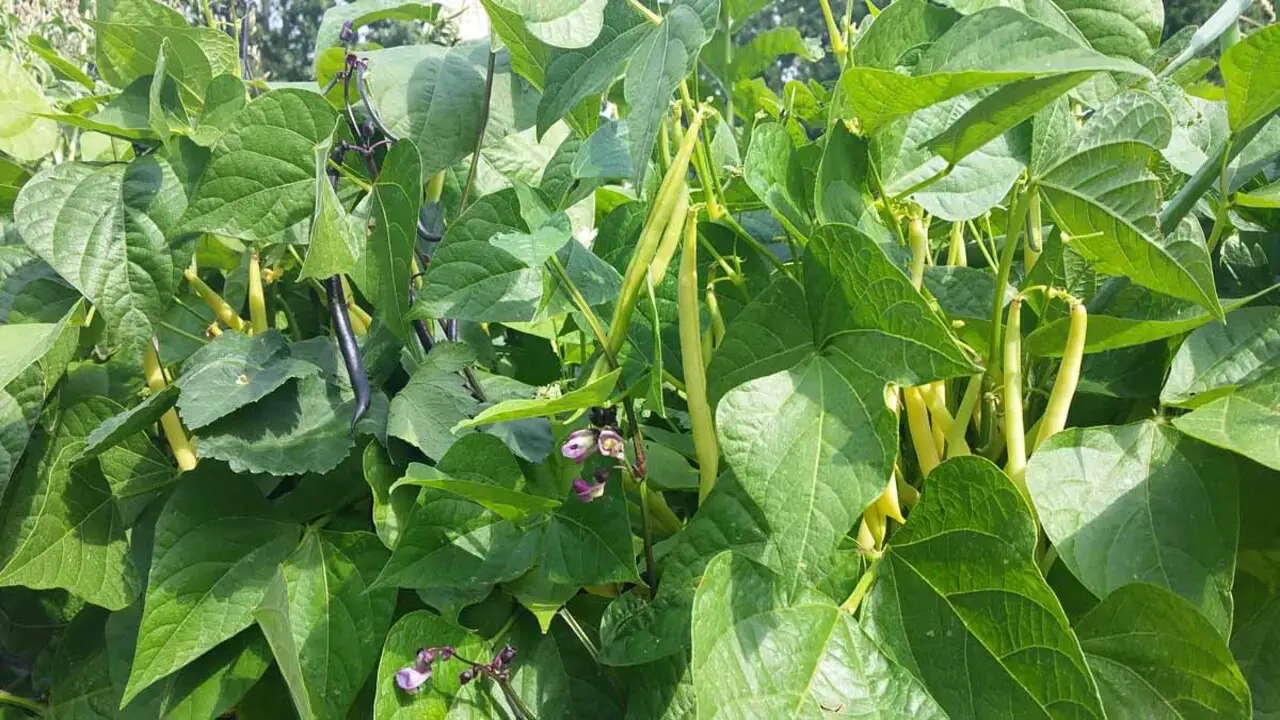 8 Tips On How To Grow Green Beans In Containers