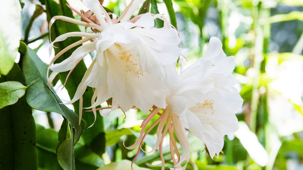 8 Way On How To Care For Epiphyllum Oxypetalum